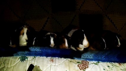 CAVIA PORCELLUS IRIS TURMERIC MARY TRIXIE CLOVER PARSLEY RJ CJ 102_7509