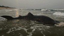 Watch | Shark entangled in fishing net rescued in AP's Visakhapatnam