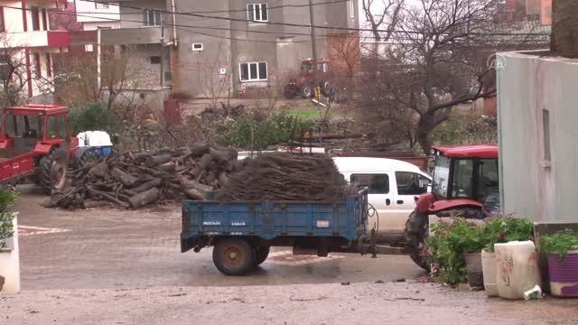 BALIKESİR - Fidancı köyü Afrika'ya da ihracata başladı