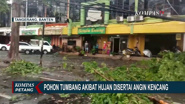 Pohon Tumbang Akibat Hujan Deras dan Angin Kencang Timpa Mobil yang Melintas