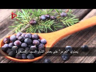 نبات العرعر وفوائده لكِ ولأسرتك