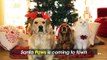Follow These Pet-Safety Tips for a Pawsitively Amazing Christmas