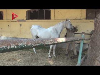 مراحل تطور الخيل العربي من الولادة حتى الوصول للعالمية