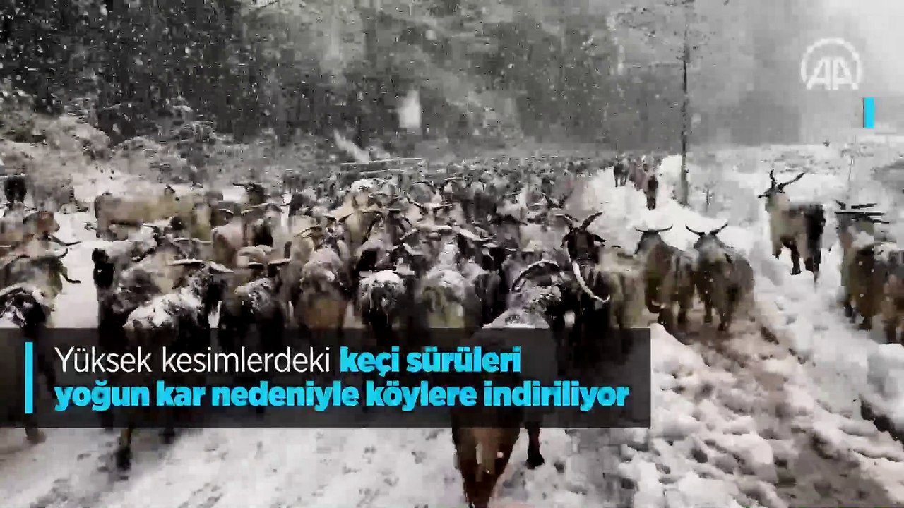 Yüksek kesimlerdeki keçi sürüleri yoğun kar nedeniyle köylere indiriliyor