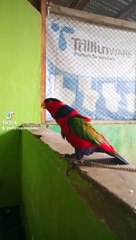 Kaka Urip Marah karena Sendirian di Luar 😠