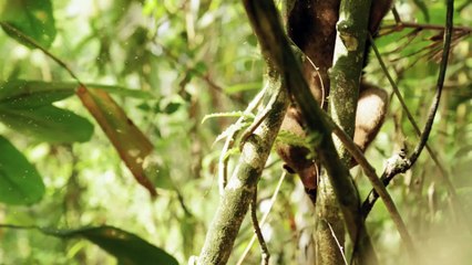An anteater jumping across the tree's branches with extreme ease