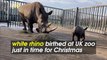 Horned Holiday! Baby White Rhino Birthed at UK Zoo With Keepers Calling It a ‘Christmas Miracle!’
