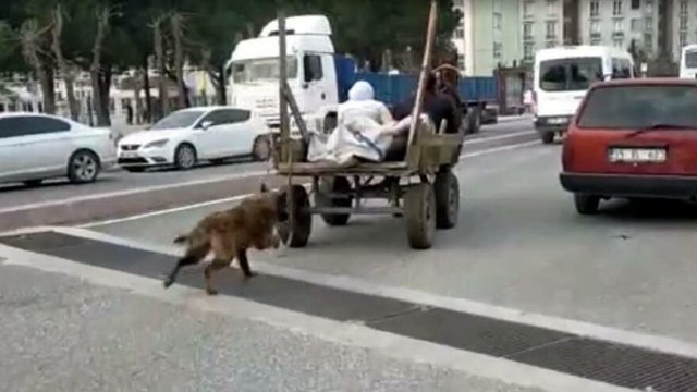 Köpeği at arabasına bağlayıp koşturdu, gözaltına alındı