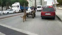 Tekirdağ'da köpeğe eziyet kamerada! At arabasının arkasında bağlayıp koşturdu