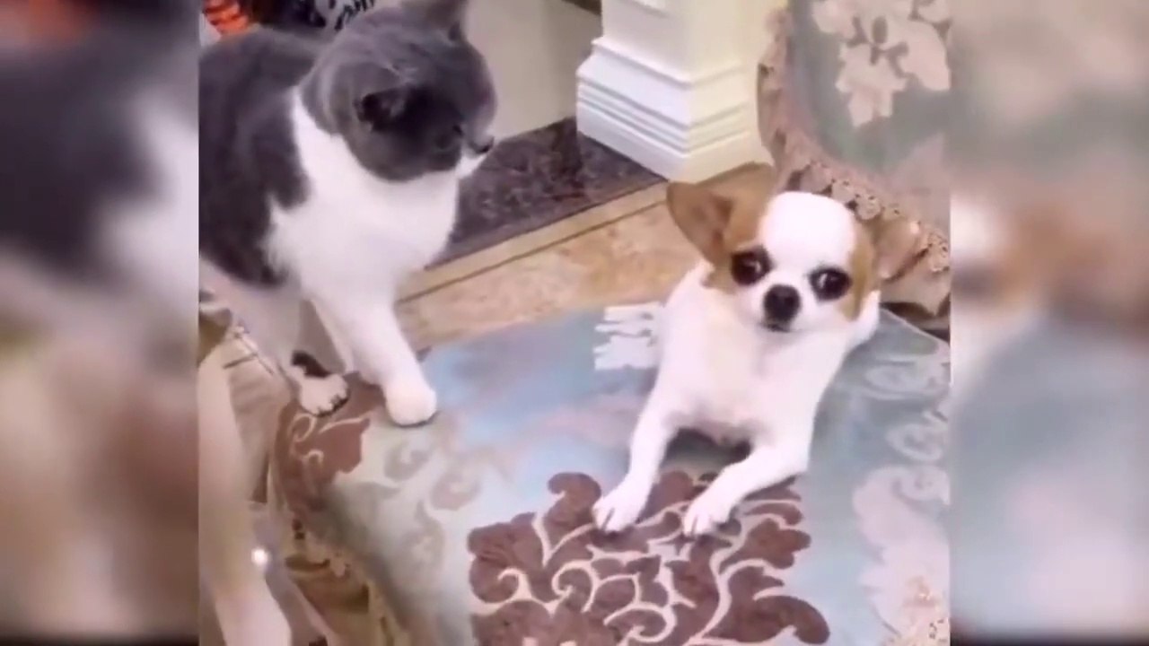 Dog and Cat Funny Video
