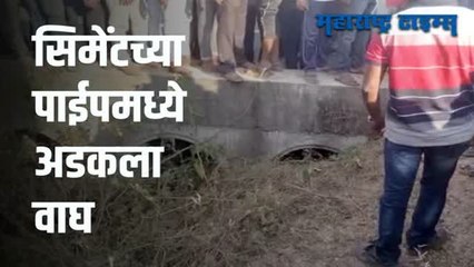 चंद्रपूर: नरभक्षक वाघ सिमेंट पाईपमध्ये अडकला | बघ्यांची तोबा गर्दी | रेस्क्यू टीम घटनास्थळी