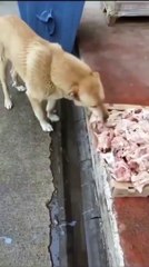 Un boucher met en libre service des restes pour des chiens errants (Turquie)