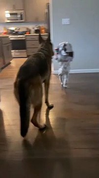 Blanketed Baby Headbutts Wall