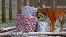 Tiger brothers tear open gift boxes two days early at Whipsnade Zoo (C) ZSL