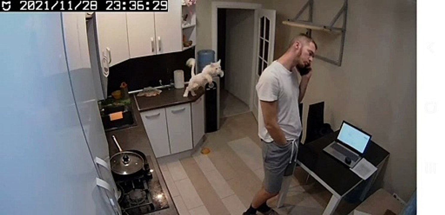 Cat Claws Interrupt Phone Call