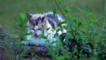 Beautiful Cat Sleeping In Plants| Funny Cats | Cute Cats | AR Studio