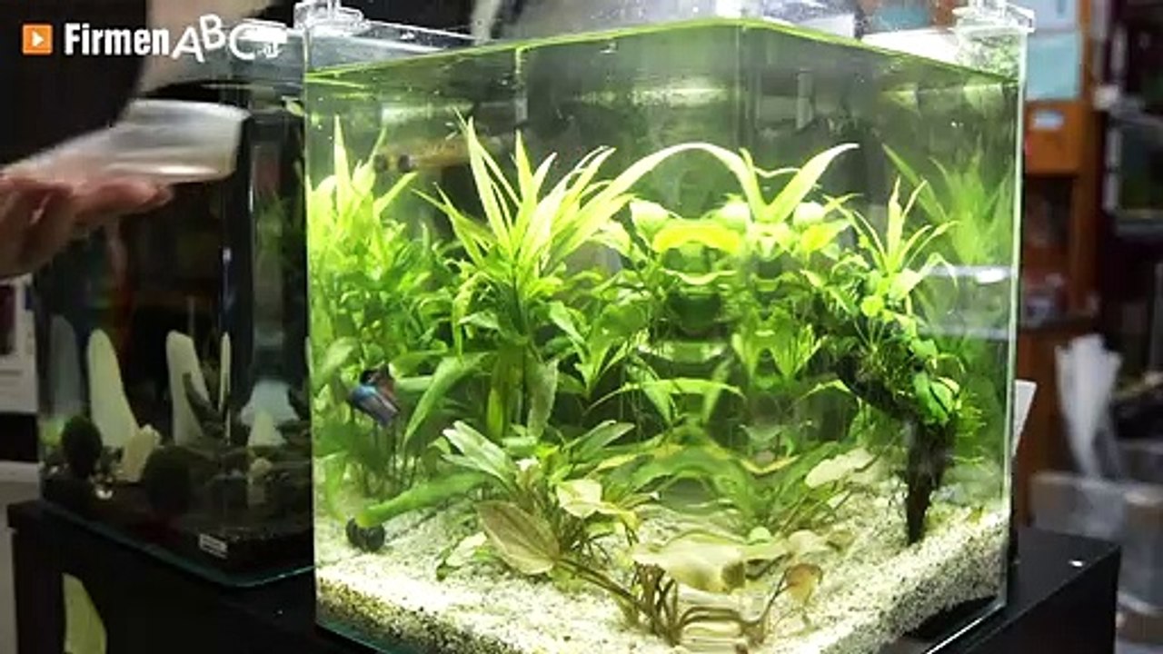 Charly's Fishworld in Vöcklamarkt – Ihre Adresse für Aquaristik & Angelbedarf