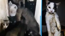 Maltraitance animale : 50 chats retrouvés affamés au milieu d'excréments dans 50 m2