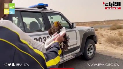 ضبط شخصين ومصادرة ما بحوزتهما من صقور  لقيامهما بالصيد داخل إحدى المحميات