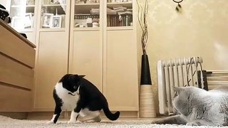 Cats Game Time | Funny Cats | Cute Cats | AR Studio