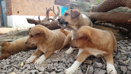 Puppies Dogs Meat#dog #funny dog