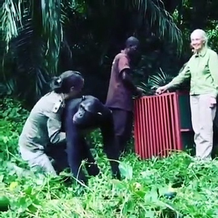 Chimpanzee released back into the wild