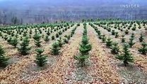 How last year's Christmas trees are rebuilding New Orleans' coast