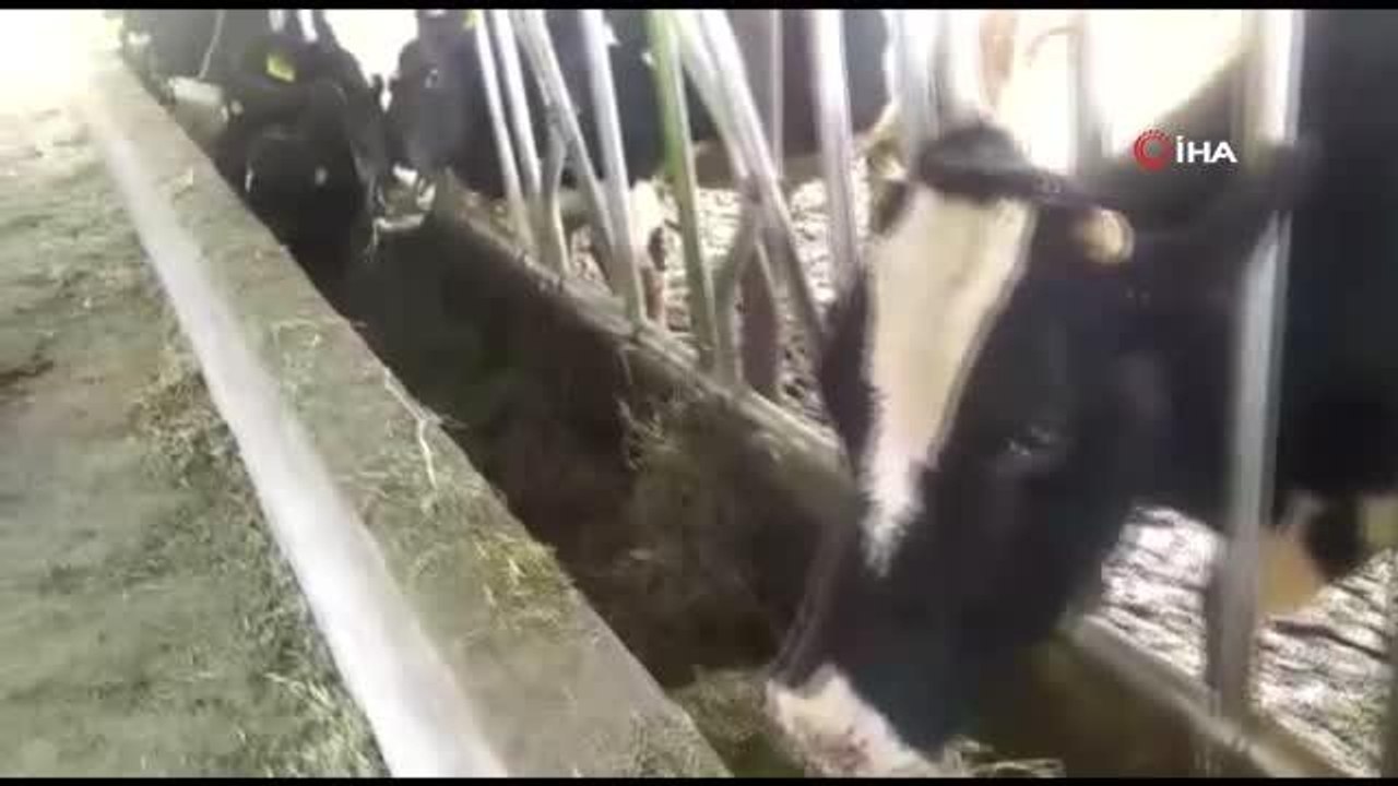 Sütte fiyat artışının sebebi besiciler değil