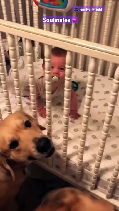 Ever seen a dog care so much for a baby? Here comes our doc dog