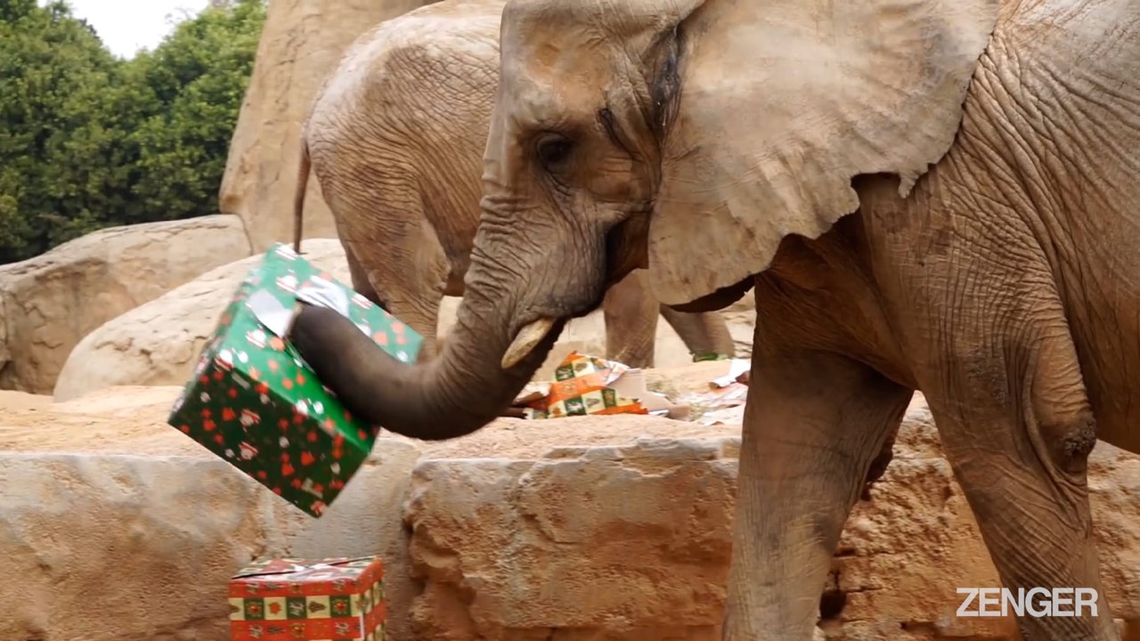 Father Christmas's Special Delivery To Zoo.mp4