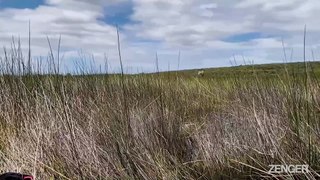 Conservationists Tag Rare Heron With GPS.mp4