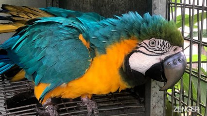 Macaw Is A Pretty Boy Again With 3D-Printed Titanium Beak After It Was Ripped Off In A Fight.mp4
