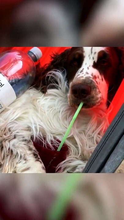 This royal dog must have been born with a silver spoon for sure