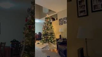 Optimus the Cat Finds Prime Toy in Christmas Tree