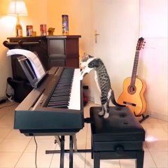 Funniest Cats  - Don't try to hold back Laughter  - Funny Cats Life