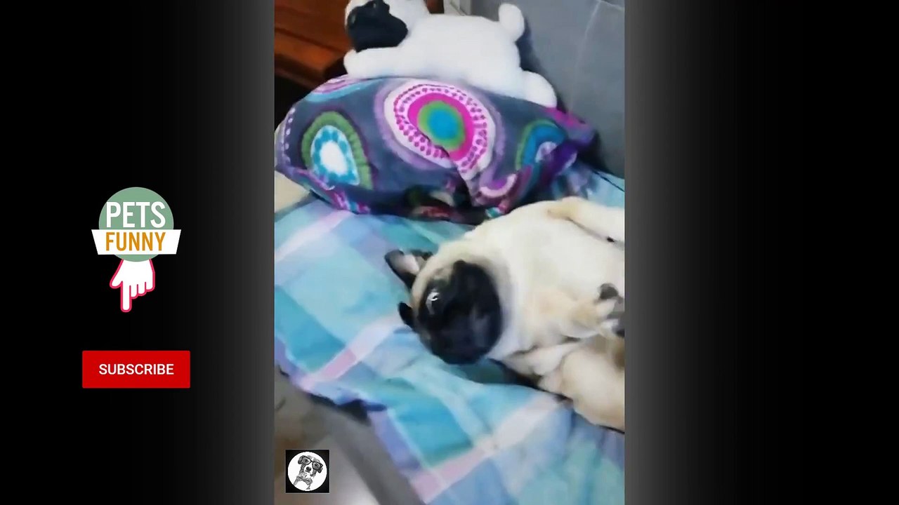 Pug Funny Moments  Cute Dog Videos  Pets Funny_1080p