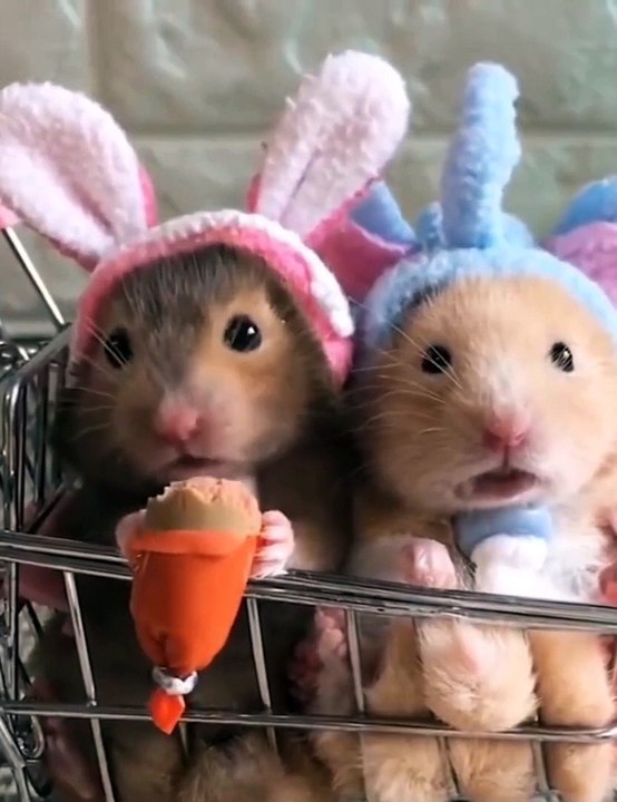 Funny and amazing video of cute pets_1080p
