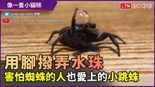像一隻小貓咪！跳蛛撥水賣萌　連怕蜘蛛的人都喊超可愛