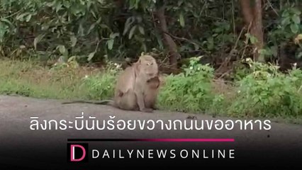 มาเฟียวานร! ลิงเมืองกระบี่นับร้อย ขวางถนนให้รถหยุดขออาหาร ชนคลิปข่าว 24/12/64 | เดลินิวส์