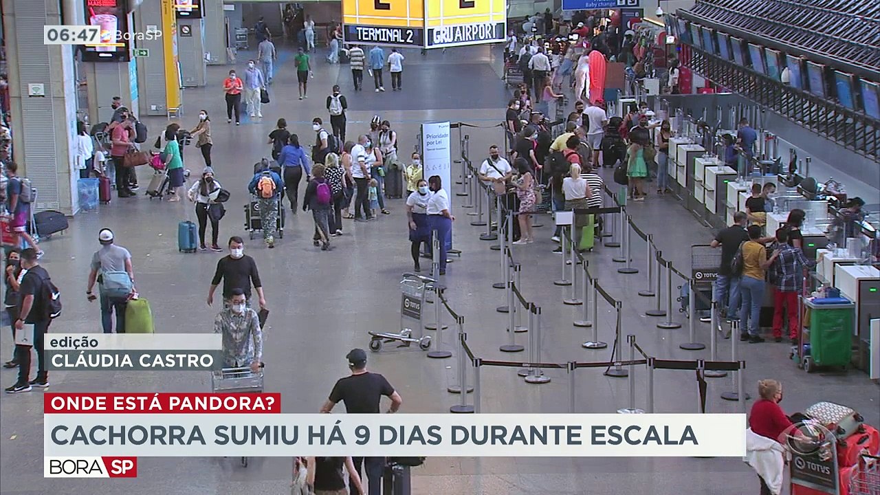 O caso do sumiço da cadelinha Pandora num voo, reacende a discussão sobre a segurança no transporte de animais em viagens aéreas.