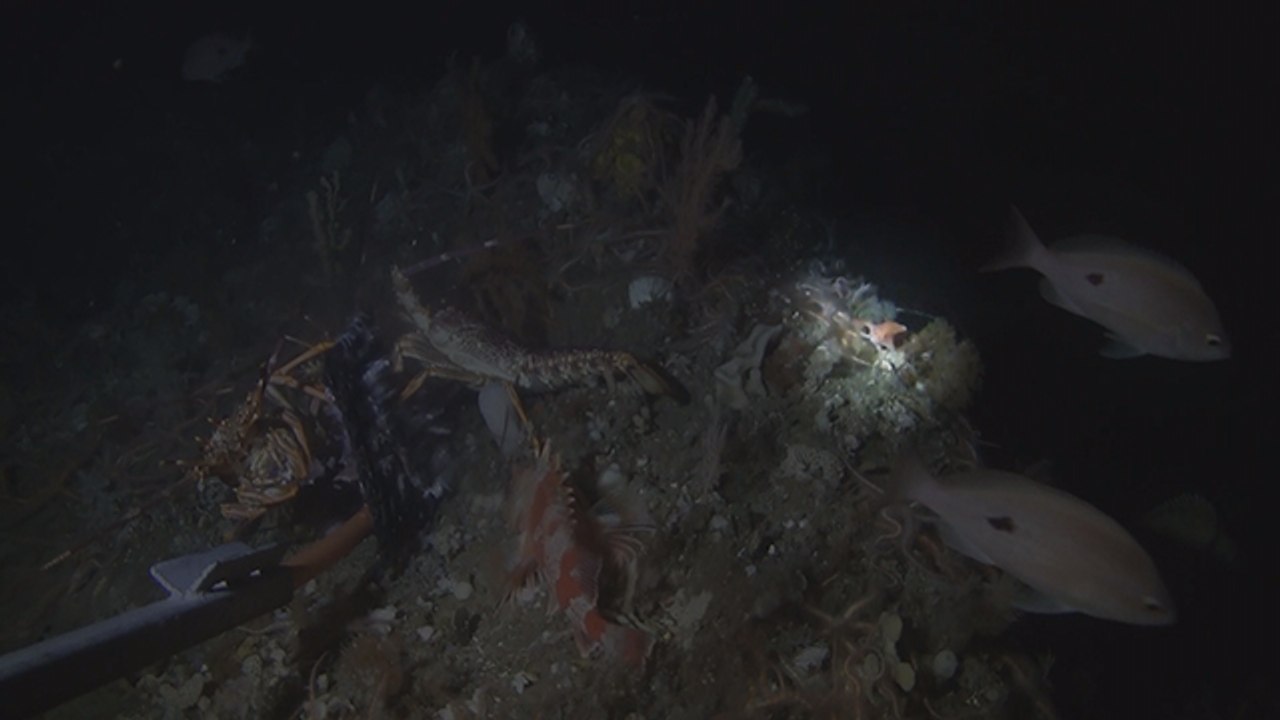 Avustralya'da 22 yıl aradan sonra pembe el balığı görüldü