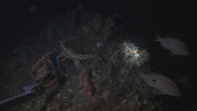 Avustralya'da 22 yıl aradan sonra pembe el balığı görüldü