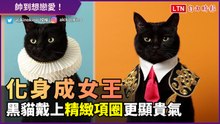 這不是Ｐ圖！ 黑貓戴上伊莉莎白頸圈 變身女王更顯霸氣
