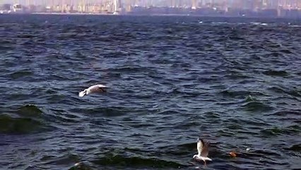 Seagulls bird flying Animals