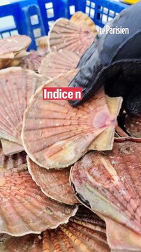 Coquilles Saint-Jacques : comment éviter les arnaques