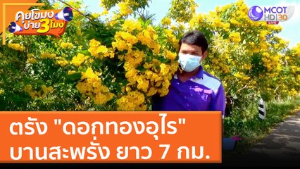 ตรัง "ดอกทองอุไร" บานสะพรั่ง ยาว 7 กม. (24 ธ.ค. 64) คุยโขมงบ่าย 3 โมง