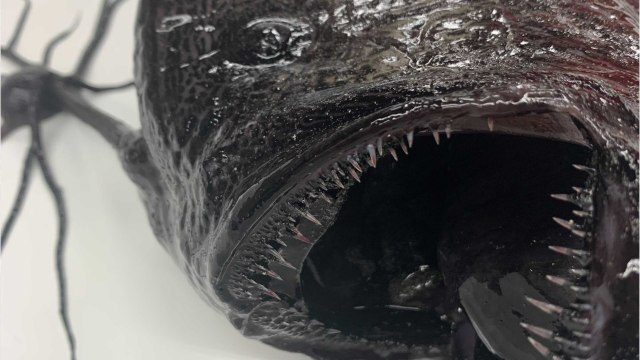 Un rare poisson des profondeurs s'est échoué sur une plage de Californie