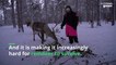 Climate change in Lapland: Reindeer herders struggle as global warming threatens their future