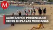 Playas contaminadas con heces fecales en CdMx