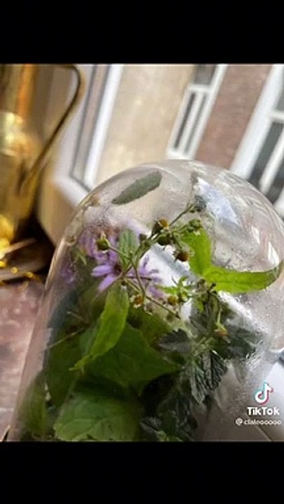 Une fille trouve une chenille et décide de l'élever jusqu'à ce qu'elle devienne un papillon